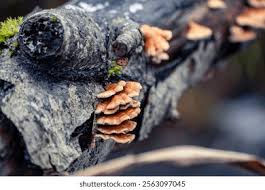 Attēlu rezultāti vaicājumam “Plicaturopsis crispa”