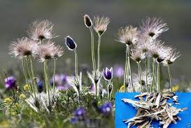 Attēlu rezultāti vaicājumam “Pulsatilla pratensis bud”