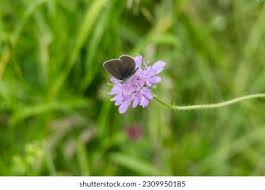 Attēlu rezultāti vaicājumam “Cyaniris semiargus female”