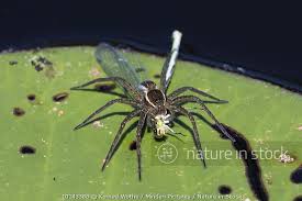 Attēlu rezultāti vaicājumam “Dolomedes fimbriatus”
