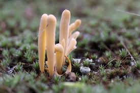 Attēlu rezultāti vaicājumam “Clavaria argillacea”