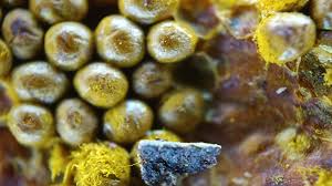 Attēlu rezultāti vaicājumam “Oligonema favogineum sessile”