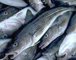 Image result for Microgadus tomcod