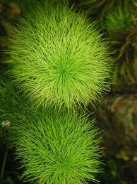 Attēlu rezultāti vaicājumam “Subularia aquatica leaf”