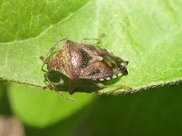 Attēlu rezultāti vaicājumam “Elasmucha grisea”