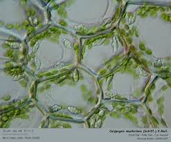 Attēlu rezultāti vaicājumam “Calypogeia muelleriana”