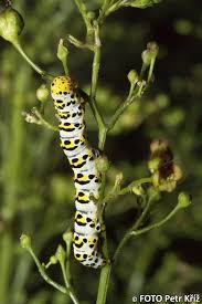 Attēlu rezultāti vaicājumam “Shargacucullia scrophulariae”