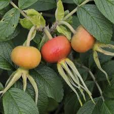 Attēlu rezultāti vaicājumam “Rosa subcanina fruit”