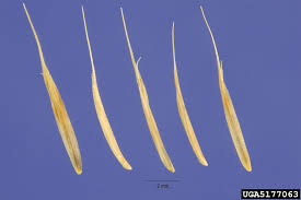 Attēlu rezultāti vaicājumam “Nardus stricta”
