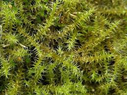 Attēlu rezultāti vaicājumam “Campylophyllum calcareum”