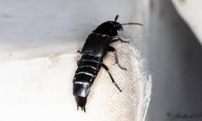 Attēlu rezultāti vaicājumam “Quedius dilatatus”