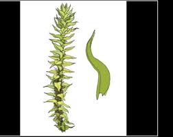 Attēlu rezultāti vaicājumam “Meesia triquetra”