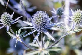 Attēlu rezultāti vaicājumam “Eryngium planum”
