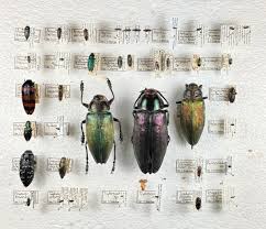 Attēlu rezultāti vaicājumam “Elateridae”