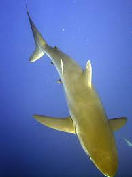 Image result for Carcharhinus falciformis