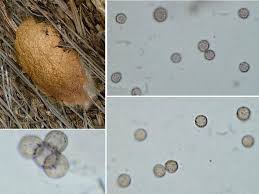 Attēlu rezultāti vaicājumam “Fuligo luteonitens”