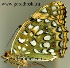 Attēlu rezultāti vaicājumam “Argynnis adippe”