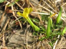 Attēlu rezultāti vaicājumam “Mycelis muralis”