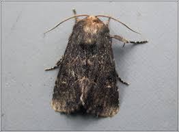 Attēlu rezultāti vaicājumam “Tholera cespitis”