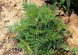 Attēlu rezultāti vaicājumam “Ambrosia artemisiifolia bud”