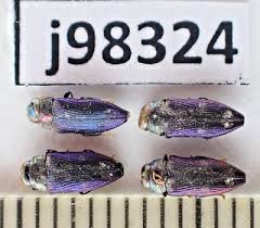 Attēlu rezultāti vaicājumam “Buprestidae”