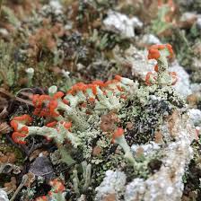 Attēlu rezultāti vaicājumam “Cladonia botrytes”