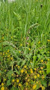 Attēlu rezultāti vaicājumam “Odontites vulgaris flower”