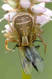 Attēlu rezultāti vaicājumam “Xysticus ulmi adult”