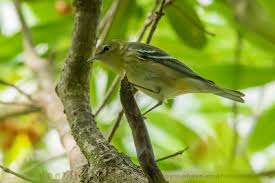 Image result for Dendroica castanea