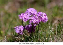 Attēlu rezultāti vaicājumam “Primula farinosa flower”
