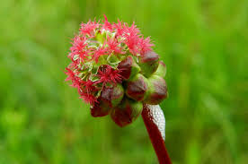 Attēlu rezultāti vaicājumam “Poterium sanguisorba flower”