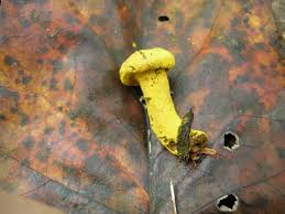 Attēlu rezultāti vaicājumam “Hypomyces chrysospermus”