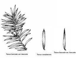 Attēlu rezultāti vaicājumam “Taxus baccata bud”