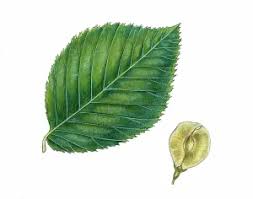 Attēlu rezultāti vaicājumam “Ulmus glabra leaf”