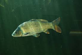 Image result for Cyprinus carpio