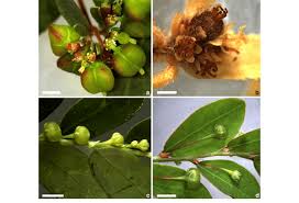 Attēlu rezultāti vaicājumam “Euphorbia cyparissias fruit”