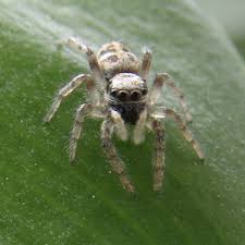 Attēlu rezultāti vaicājumam “Salticus sp.”