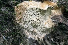 Attēlu rezultāti vaicājumam “Antrodia malicola”