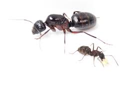 Attēlu rezultāti vaicājumam “Camponotus herculeanus”