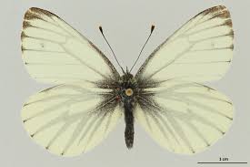 Attēlu rezultāti vaicājumam “Pieris napi female”