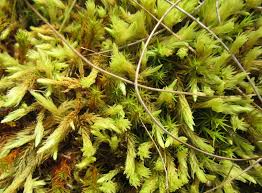 Attēlu rezultāti vaicājumam “Aulacomnium androgynum”