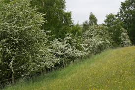 Attēlu rezultāti vaicājumam “Crataegus monogyna”