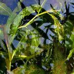 Attēlu rezultāti vaicājumam “Potamogeton lucens”