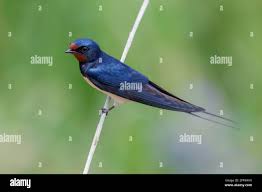 Attēlu rezultāti vaicājumam “Hirundo rustica adult”
