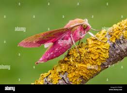 Attēlu rezultāti vaicājumam “Deilephila elpenor imago”