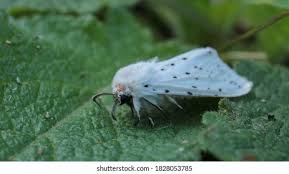 Attēlu rezultāti vaicājumam “Spilosoma lubricipeda”