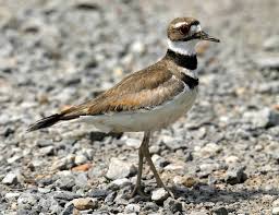 Image result for Charadrius vociferus