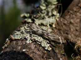 Attēlu rezultāti vaicājumam “Coscinia cribraria”