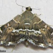 Attēlu rezultāti vaicājumam “Crambidae”