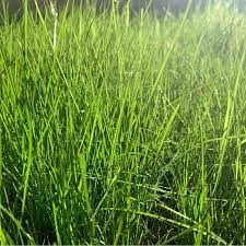 Attēlu rezultāti vaicājumam “Festuca altissima”